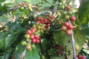 Non-profit social enterprise supporting Arabica Coffee Community Farming, Women Empowerment & Sustainable Tourism
